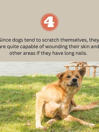 Dogs often scratch themselves, and long nails can easily wound their skin. Regular nail trims help protect their skin from accidental cuts and irritation.