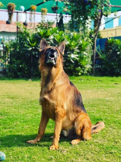 A majestic German Shepherd enjoying the morning sun on our lawn. This is the kind of calm and relaxed state we aim for with all our guests, providing them with a stress-free environment.