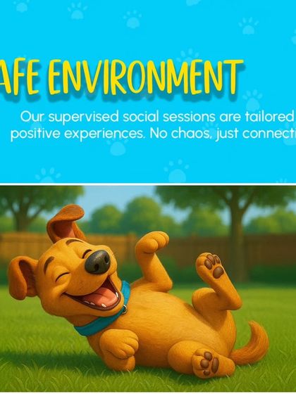 We provide a safe environment for your pet. Our supervised social sessions are designed for positive experiences. No chaos, just connection.