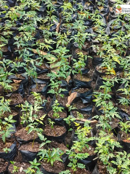 A dense collection of neem saplings in our nursery bags. We grow tens of thousands of saplings like these, creating a ready supply of native trees for our various plantation sites.