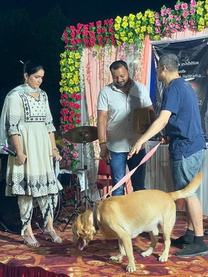 A closer look at one of the beautiful Labradors that participated in the show. The bond between this dog and his owner was clearly visible.