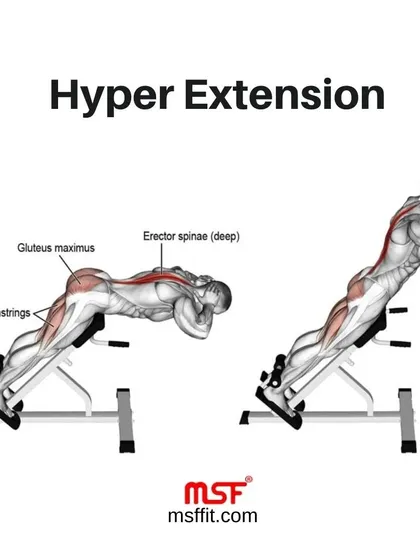 Another view of the hyperextension muscle diagram.