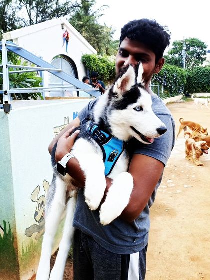 A guest happily holds a young, energetic Husky puppy in the play area.