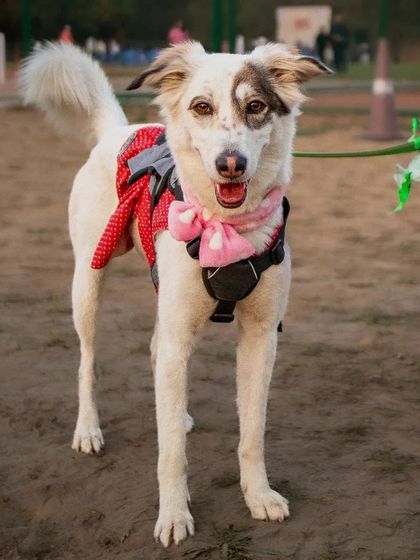 This stylish indie dog, Rui, was the winner of our fashion show. Dressed in a cute red and pink outfit, she completely stole the show with her confidence.