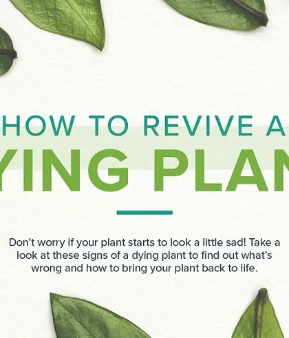 We believe anyone can develop a green thumb with the right knowledge. This guide on how to revive a dying plant is the first step in a series we created to help you diagnose and solve common plant care issues.