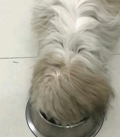 This is Zorro, a super adorable and fluffy client, digging into his bowl. I love receiving videos like this from owners after a long day of cooking and deliveries.