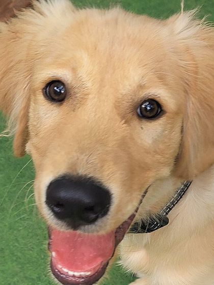 Becky's Bow Wow House - Dog Boarding (Overnight & Long-Term) Pawsitive Vibes: Our Happy Guests photo 11