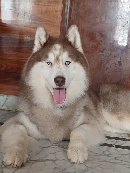 A stunning Husky relaxing on the cool marble floor. We have different surfaces for them to choose from for their comfort.