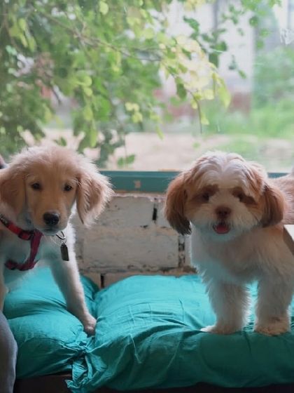 Two puppies, a Golden Retriever and a Shih Tzu, making friends on one of our comfy cushions.