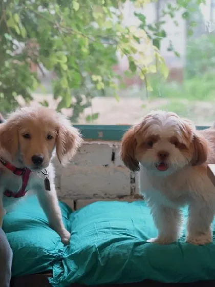 Two puppies, a Golden Retriever and a Shih Tzu, making friends on one of our comfy cushions.