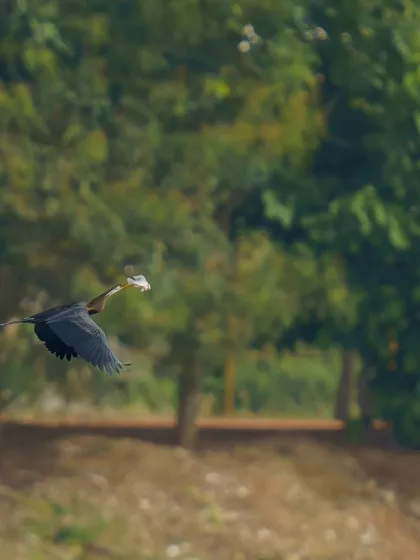 Duplicate of the clearer darter flight shot, perfect for illustrating avian hunting behavior.