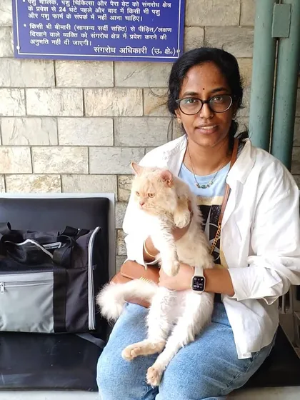A beautiful Persian cat and her owner at the AQCS office. I handle relocations for all breeds of cats and dogs.