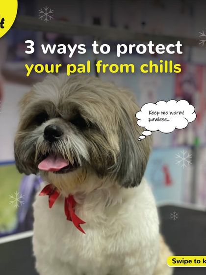 Here are three ways to protect your pal from the winter chills. We can help with professional grooming advice.