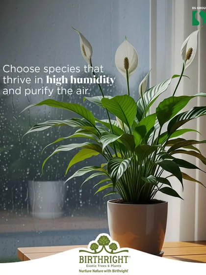 We choose species that thrive in high humidity and purify the air. A Peace Lily is a perfect monsoon companion, as it loves the moist air and its elegant white flowers brighten up even the greyest of rainy days.