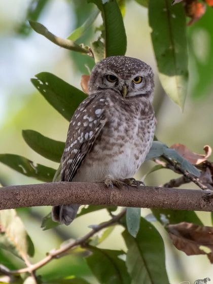 A single Spotted Owlet turns its head almost 180 degrees, a classic owl behavior.