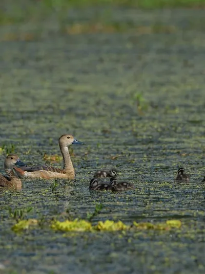 A family of Lesser Whistling Ducks, with the parents carefully guiding their ducklings through the water. Capturing family interactions is always a heartwarming experience.