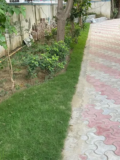 A close-up of the border between the lawn and the walkway, showing young shrubs and trees planted to create a natural, layered edge over time.