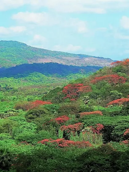 A panoramic sweep of Mumbai's National Park from the 1990s. The vivid scarlet blooms of the Gulmohur tree stand in the foreground, with the forested wilds stretching to the park's highest point.