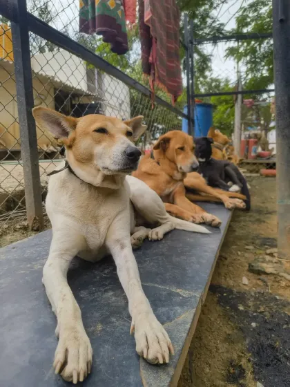 A lineup of contented dogs enjoying a lazy afternoon. At VOSD, they are free from the constant struggle for survival and can simply be dogs.