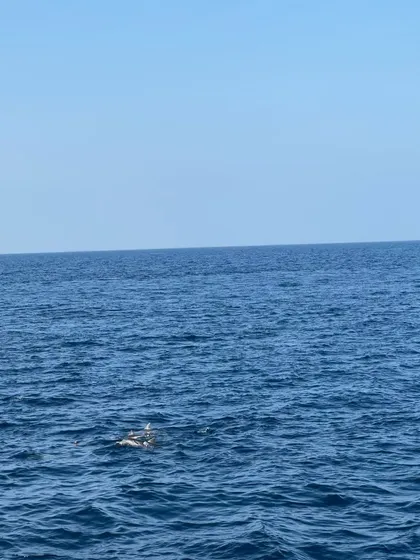 A lucky sighting of dolphins playing in the open ocean during one of our boat trips. These are the magical, unscripted moments we cherish.