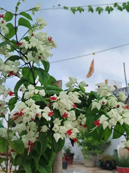 Bhardwaj - Urban Gardening Consultation A Riot of Colorful Flowers photo 12
