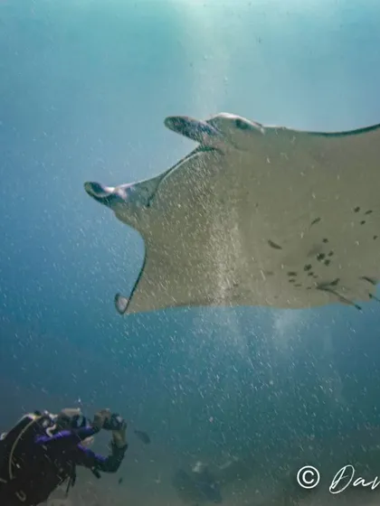 A graceful manta ray performs an underwater ballet. We frequent known manta cleaning stations and feeding grounds, giving you the chance to witness these intelligent creatures up close as they interact with the reef and our divers.