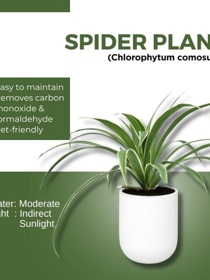 Treemendous - Interior & Exterior Plantscaping Plant Care Guides & Tips photo 7