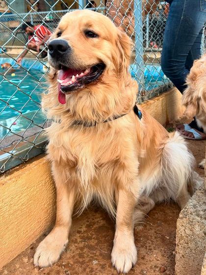 This handsome Golden Retriever is taking a break by the pool fence, watching all the action. They are such social and observant dogs.