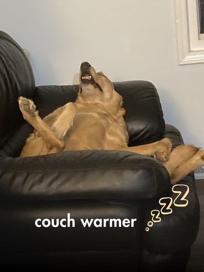 The Pack - Online Pet Parent Community The Fun Side of Pet Parenting photo 8