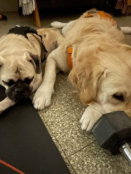 PL Paws - Dog Adoption Services Happy Tails: Our Adoptees in Their Forever Homes photo 109