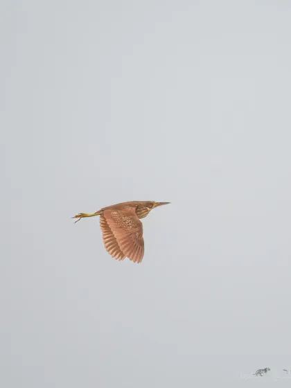 A Cinnamon Bittern in flight, its warm brown wings contrasting against the pale sky over Dhanauri Wetlands.