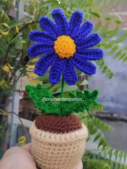 Another angle of the blue potted daisy, showing the detailed leaves.