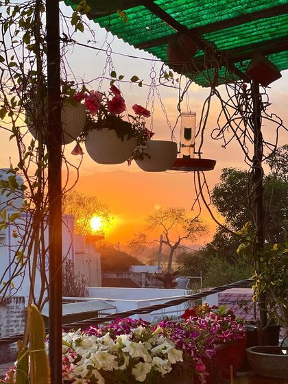 A perfect evening view from my balcony. The sun setting behind a beautiful display of Petunia flowers in hanging baskets. This is the kind of peace and beauty that gardening brings into your life.