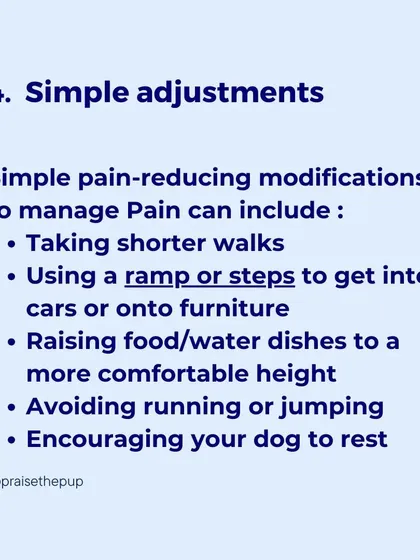 Simple adjustments at home can make a huge difference in managing pain. Using ramps, raising food dishes, and avoiding high-impact activities can provide immediate relief and improve your dog's quality of life.