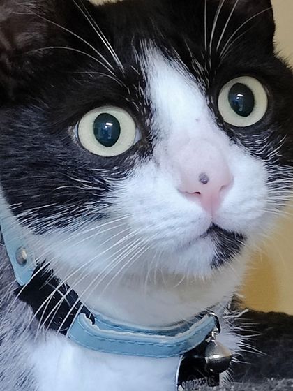 Sammy's Nest - Home Boarding for Small Pets Happy Cats: Our Boarding Guests photo 50