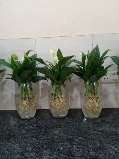 Hydroponic & Water-Based Plants photo 28