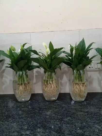 A row of five Peace Lily plants in hydroponic setups. Peace Lilies are excellent air purifiers and their white flowers add a touch of elegance.