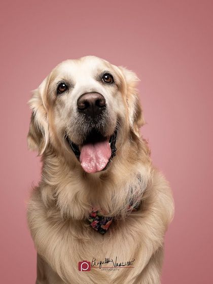 Pragalbh - Fine Art Pet Photography Studio Paw-traits photo 13