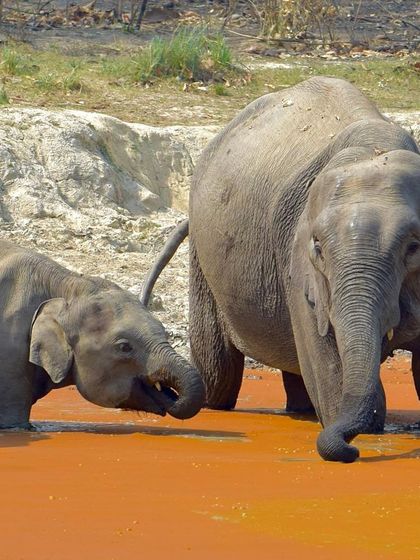 Manya Upadhyay - Travel & Documentary Photography Wildlife Encounters photo 14