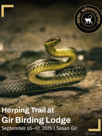 A Buff-striped Keelback snake, a common but beautifully marked non-venomous snake, in a defensive posture. Our guides teach you to identify different species and understand their behavior.