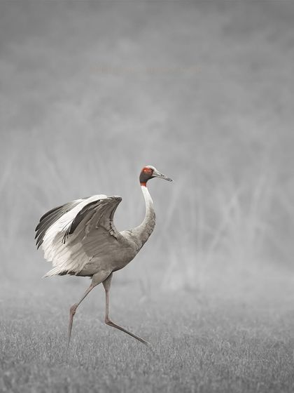 In pure monochrome, the Sarus Crane's form and movement become a beautiful, timeless dance.