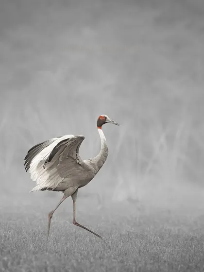 The Sarus Crane, the tallest flying bird in the world, is known for its graceful courtship dances and lifelong pair bonds. This image, with its selective color, highlights the bird's elegant form against the misty backdrop of Bharatpur.