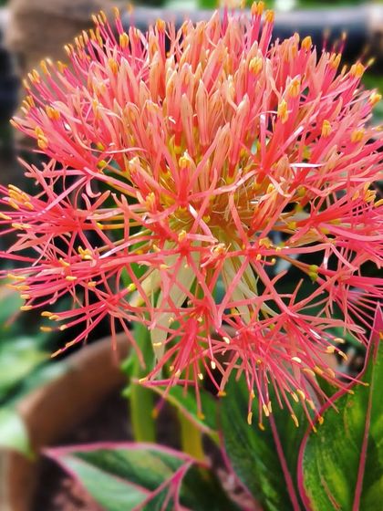 Flowering Beauties photo 11