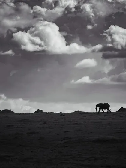 A lone elephant walks along the horizon under a vast, dramatic sky in the Masai Mara. This black and white silhouette emphasizes the solitude and grandeur of the African landscape.