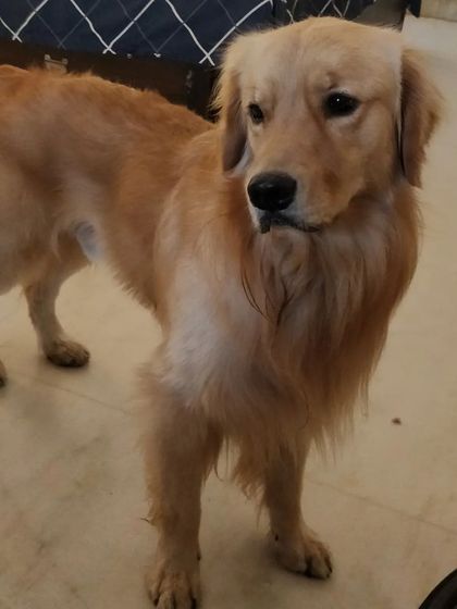 Jazzy's Pet Care - In-Home Dog Boarding Meet Our Golden & Labrador Guests photo 7