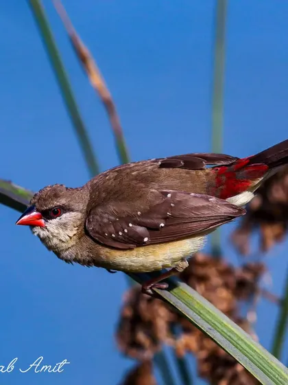This Red Munia, another name for the Red Avadavat, is perched against a deep blue background, making its ruby-red feathers pop. It's a fleeting whisper of color in the wild.