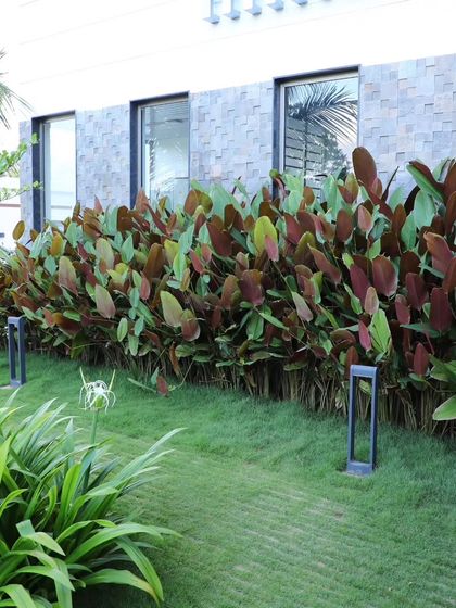 A thick hedge of red and green foliage plants against a modern building. I prune and care for these plants to maintain a dense, uniform border that complements the architecture.