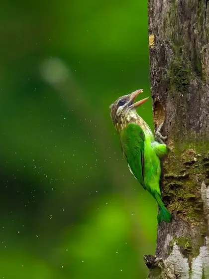 A White-Cheeked Barbet works on its nest, its beak full of wood shavings.