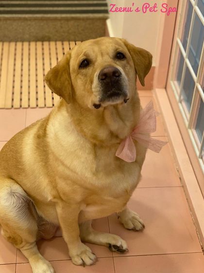 Zeenu's Pet Spa - Dog Grooming & Spa Gentle Giants & Large Breed Care photo 15