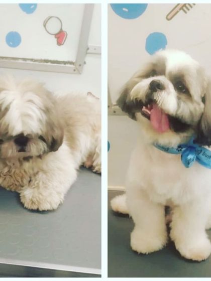 It's amazing what a good haircut can do! This Shih Tzu went from sleepy to spunky with a fresh trim that highlights its adorable face.